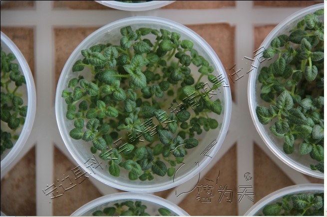 脱毒马铃薯试管苗